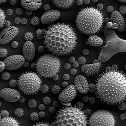 Des particules de pollen